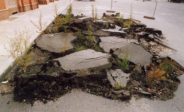   			 Lois Weinberger: Brennen und Gehen 1992/1997. Aufgerissener Asphalt, Pflanzen, etwa 6 x 4 m. Temporäre Installation documenta X, Kassel